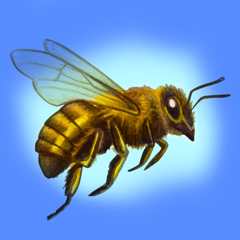 Bee Hive Removal Service