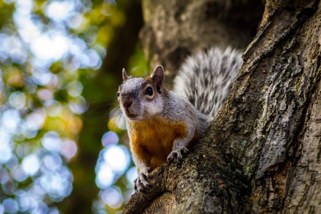 Facts about squirrels